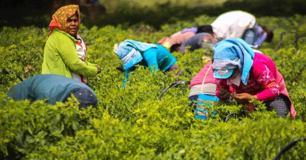 Las mujeres del campo mexicano: “Si una exige sus derechos, el patrón nos manda golpear”