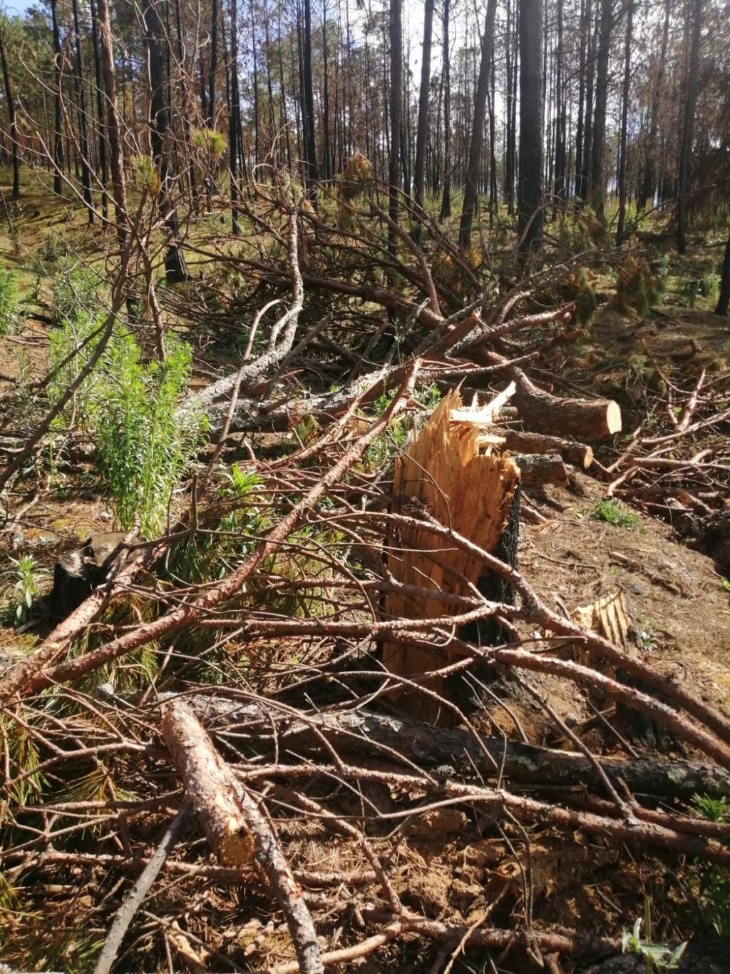 ¡Siguen matando al&nbsp;Cofre!