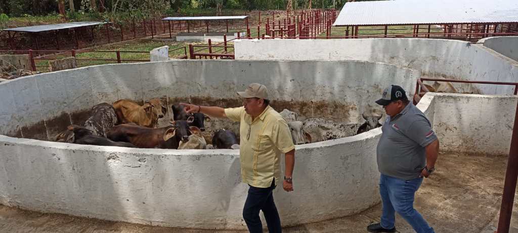 Estrategias Efectivas contra el Gusano&nbsp;Barrenador